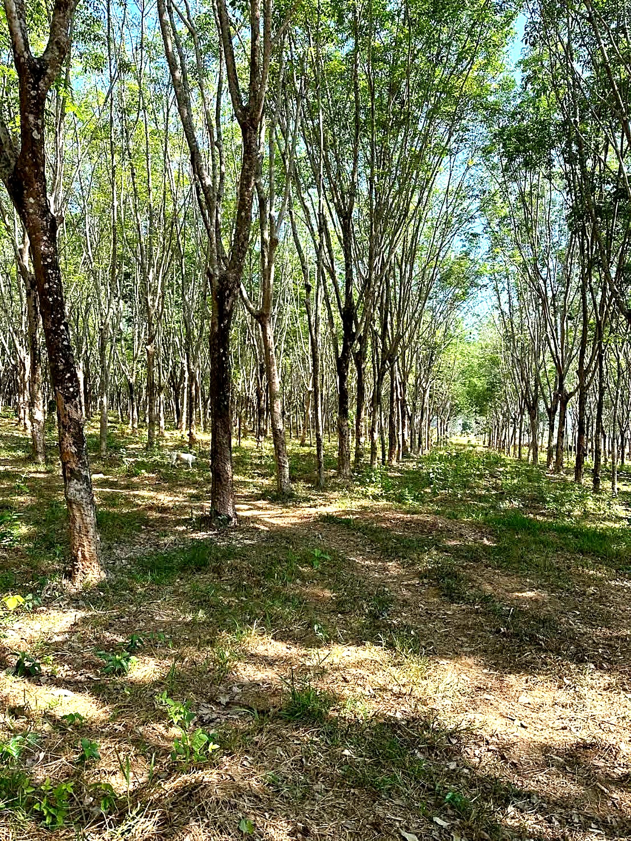 ขายที่ดินผืนใหญ่ 126 ไร่ อ.ถลาง ภูเก็ต · ไร่ละ 7 ล้าน · เหมาะ Mixed-use / Villa Community รูปที่ 2